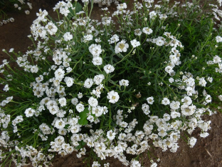 Achillea ptarmica 'Perle'